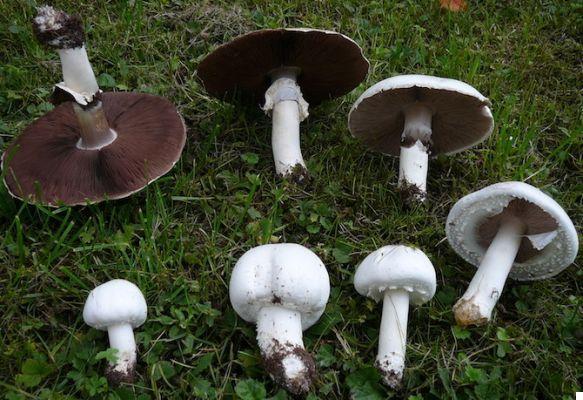 Cogumelos de outono, como reconhecê-los