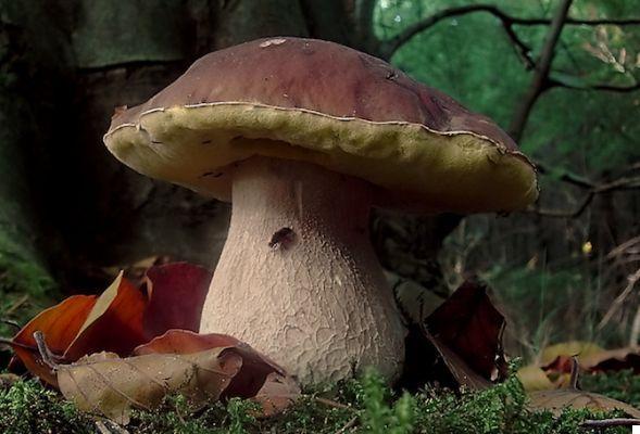 Autumn mushrooms, how to recognize them