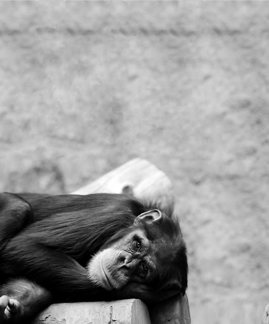 Cooperação em humanos e primatas