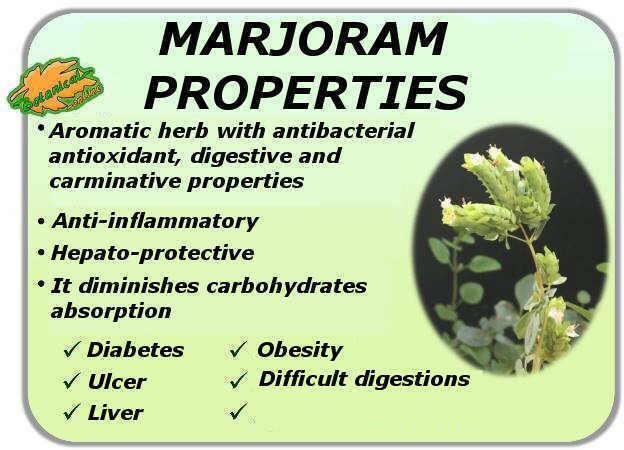 Marjoram: the beneficial properties