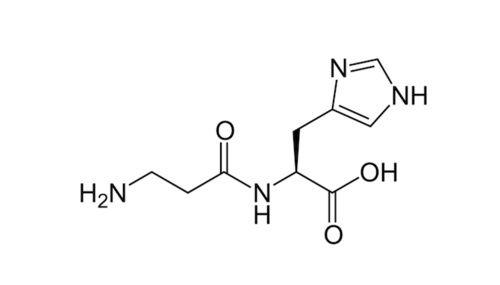 Carnosine: benefits, contraindications, where it is found