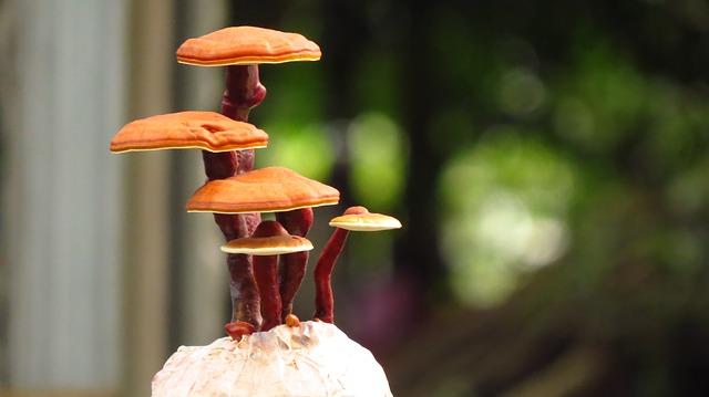 Ganoderma: after how long the first benefits?