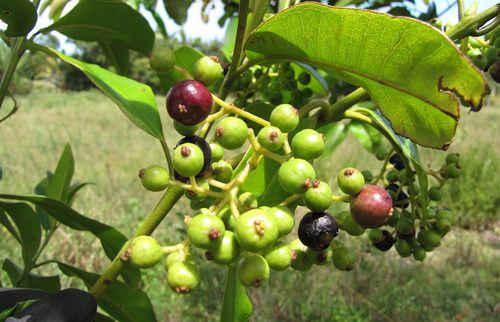 Allspice: properties, use, nutritional values