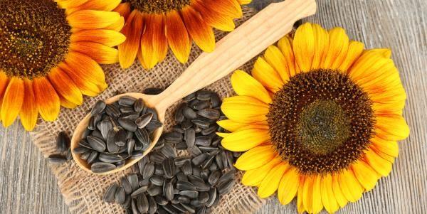 Sunflower seeds, properties and how to use them