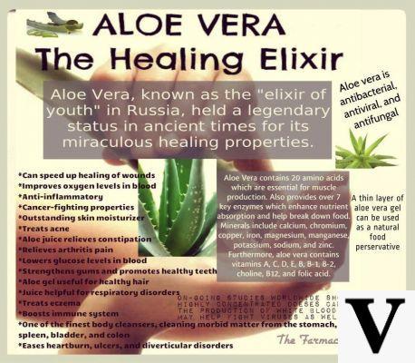 Aloe, um elixir da saúde