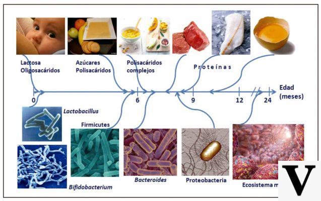 Diet and Vaginal Microbiota: What Correlations?