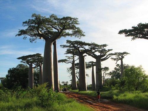 Baobab: properties, benefits, how to eat
