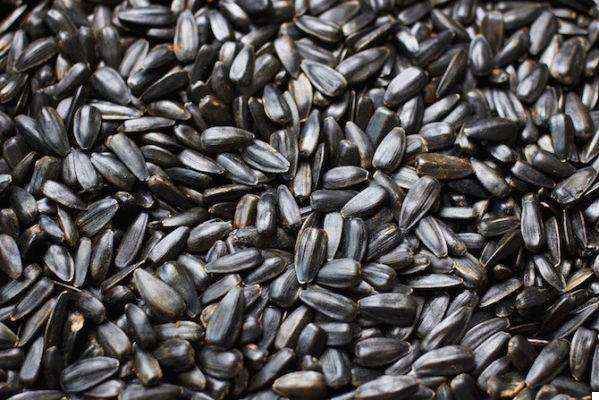 3 varieties of sunflower seeds: benefits and recipes