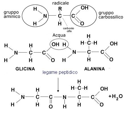 Proteínas y aminoácidos de cadena ramificada.