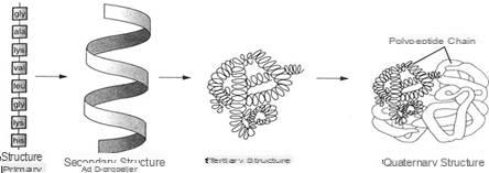 Proteínas e aminoácidos de cadeia ramificada