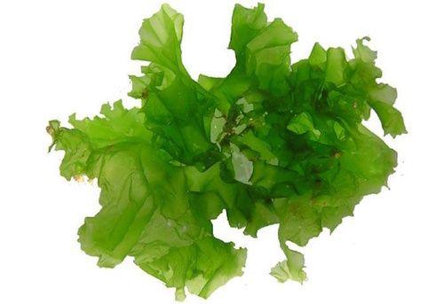 Green algae: properties, use and contraindications