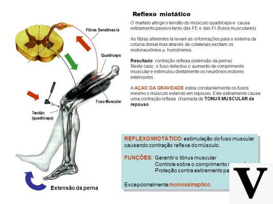 Myotatic Reflex | What is that? What is it for?