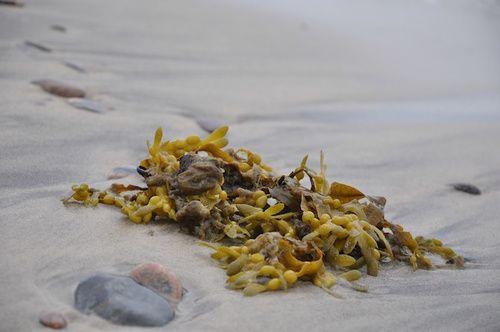 Fucus seaweed: properties, use and contraindications
