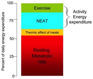 Diet-induced thermogenesis