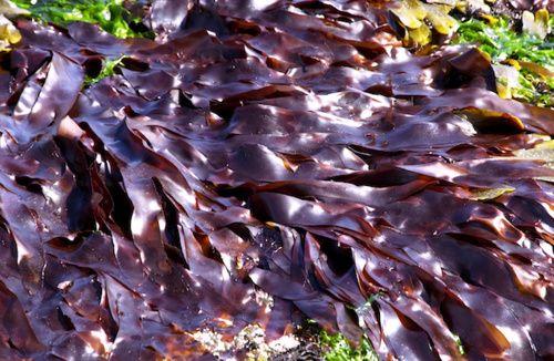 Dulse: properties, use and contraindications