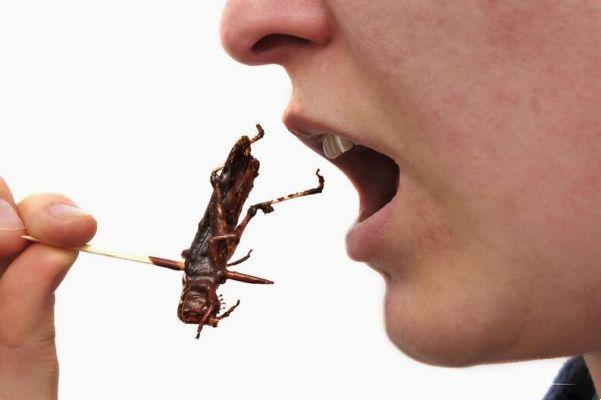 Manger... des insectes