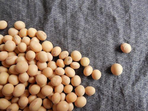 Soy beans: properties, nutritional values, calories
