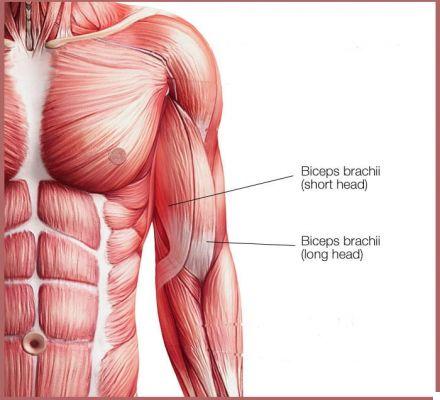 Getting Muscular Arms - Anatomy and Exercises