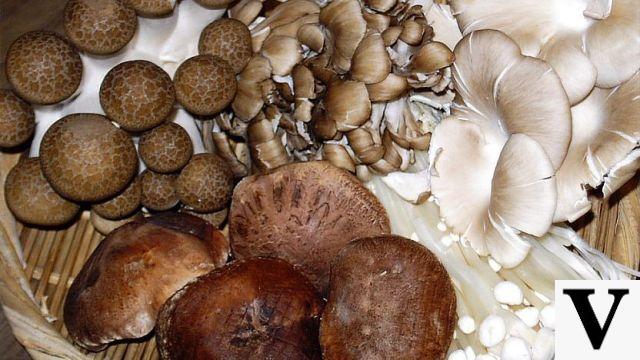 Japanese mushrooms: discover their properties