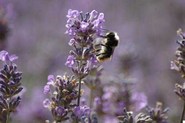Lavender honey: characteristics, properties and use