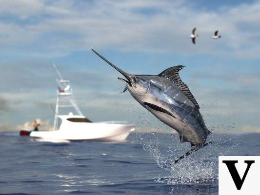 6 good reasons not to eat swordfish
