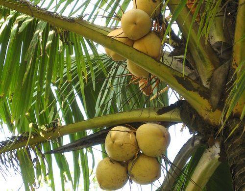 Azúcar de palma de coco: propiedades, calorías, valores nutricionales