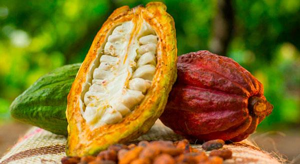 Cacao bagua peruano