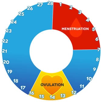 Cálculo de ovulación