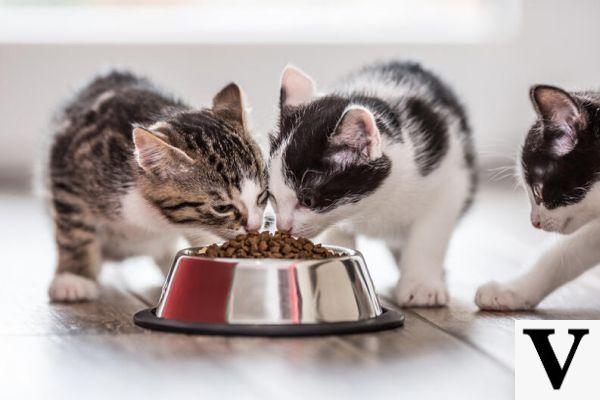 Dieta e saúde para gatos