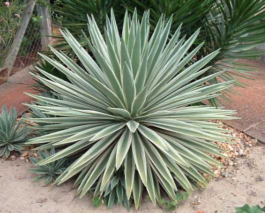 Agave: contraindications of the natural sweetener