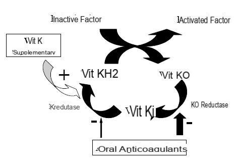 Vitamin K and coagulation