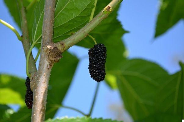 Black and white mulberries: beneficial properties and recipes
