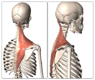 Trapezius muscle | Anatomy and exercises for the trapezius
