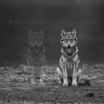 Cómo controlar la ira: la historia (inédita) de los 2 lobos
