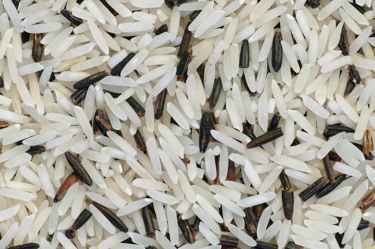The many varieties of rice